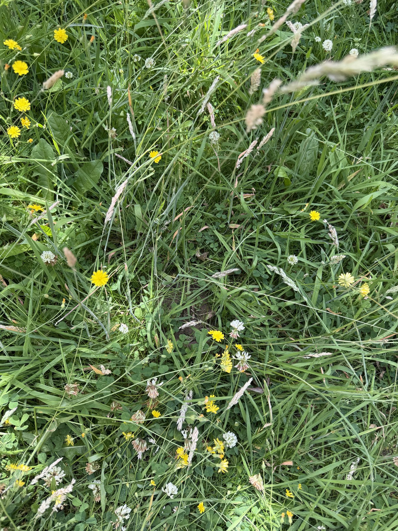 Long grass full of clover and yellow hawkbit