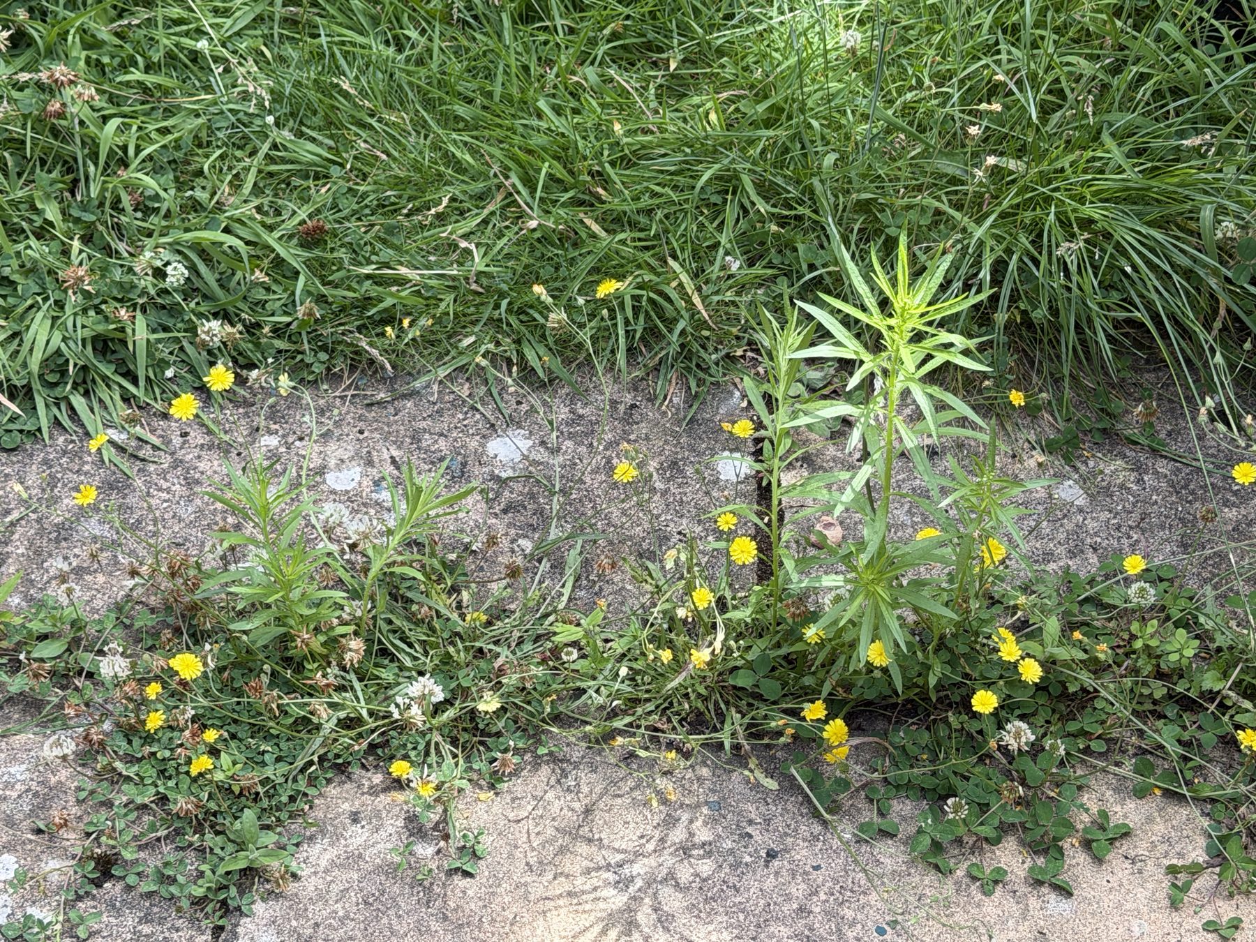 The edge of the mown path meeting the wildflowers
